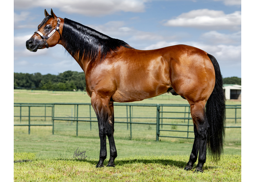 Telasecret profile