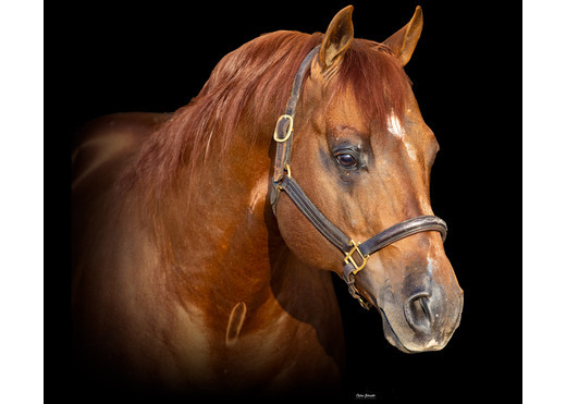 Gunners tinseltown headshot front %281%29