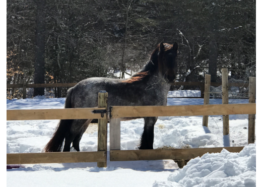 Envoy de kingmaker