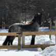 Envoy de kingmaker