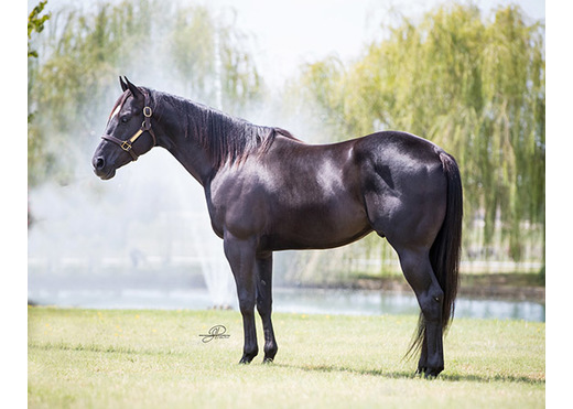 Slye by design 560px 1