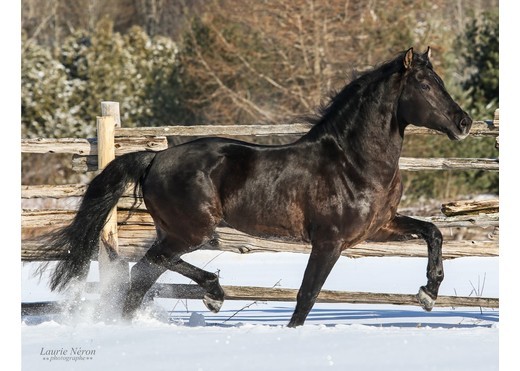 Jax trot cropped