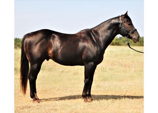Tazz5