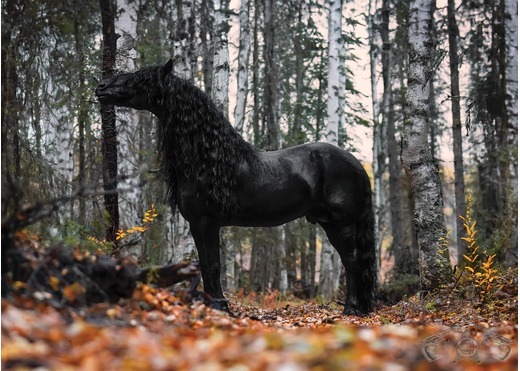 410606345 10168370488595523 246343561497258420 n