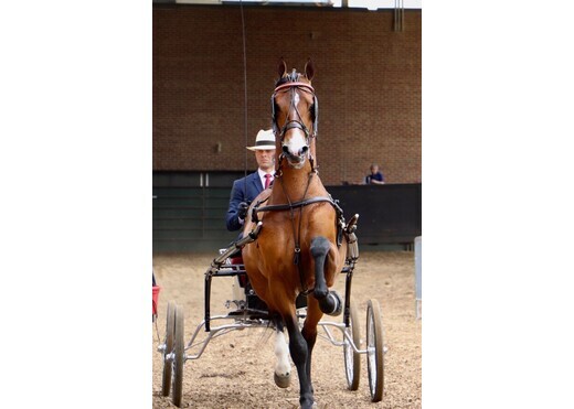 Dyno trotting into ring