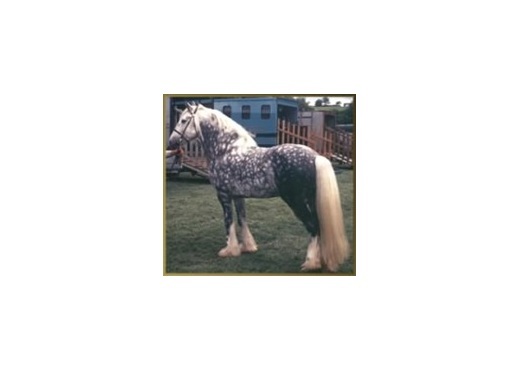 Dartdale peter boy 1