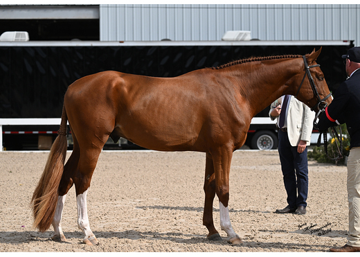 All american creme ae  harvest 3yo nov 2024
