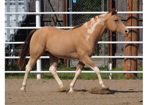 Dry palomino horse trotting in arena
