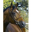 Cabalito sm