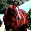 Stallions standing   iron enterprise photo