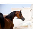 Fadi25032010 0022 3