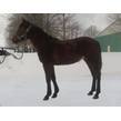 Shes a sweetheart 2016 foal andover the top royalty for life