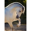 Img 0127