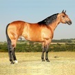 Havilah cody bee 2