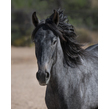 Kharisma marchador colt photo lks 7527