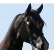 Homozygous back se yearling   az chromium %28hu sheikh imaan x piper's dream%29   copy