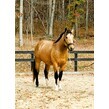 Nugget in ring fall 24