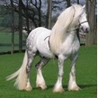 Dartdale peter boy 2